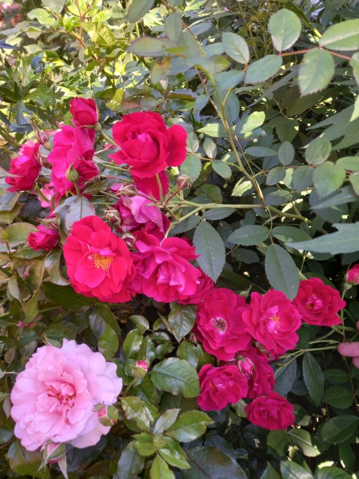 Аделаида худлесс роза канадская