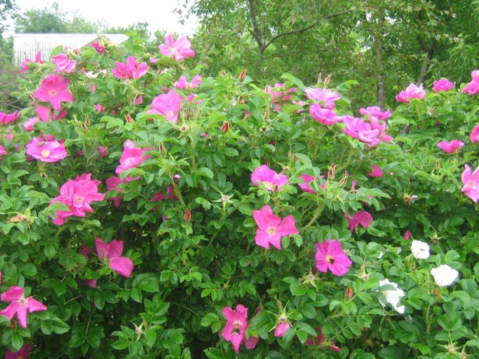 Роза ругоза