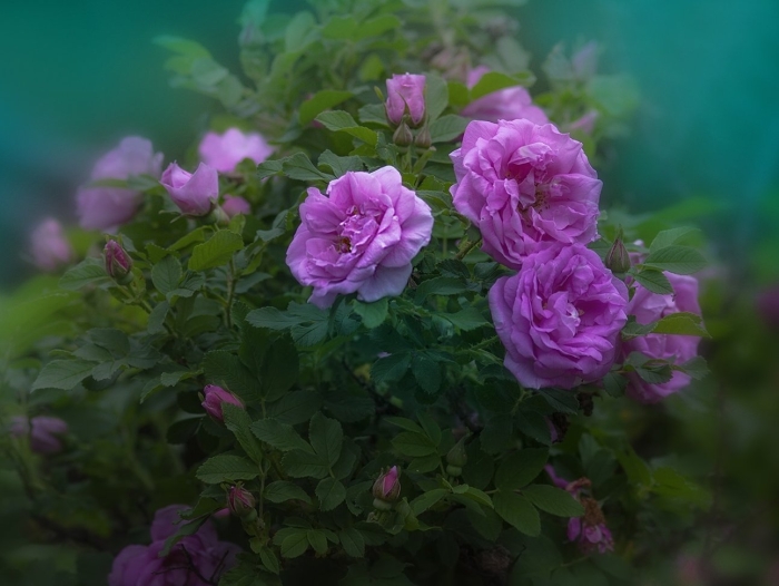 Шиповник дикая роза