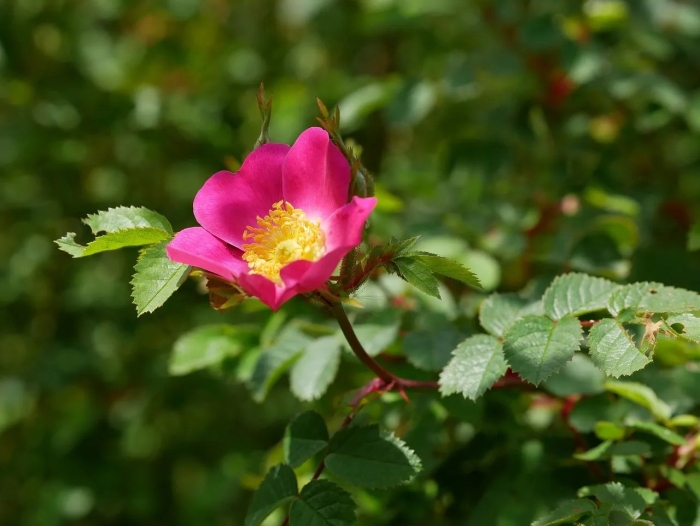 Дикая роза (wild rose) 2018