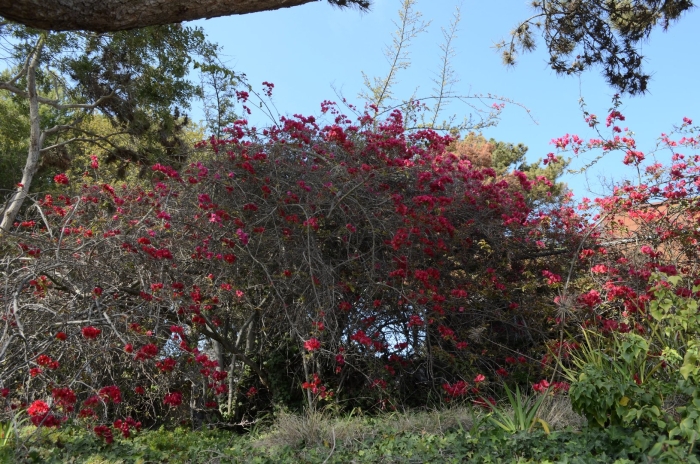 Куст дикой розы