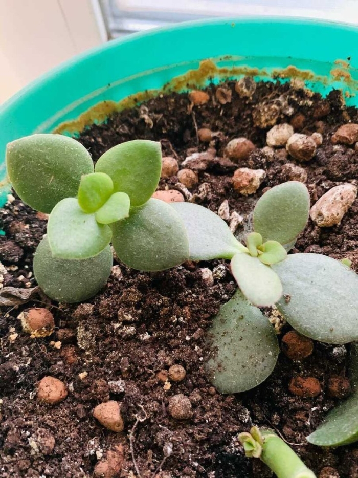 Денежное дерево толстянка