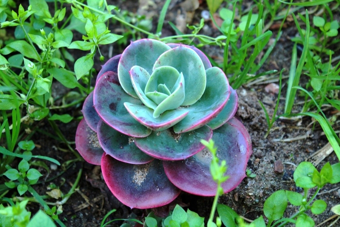 Echeveria rainstar
