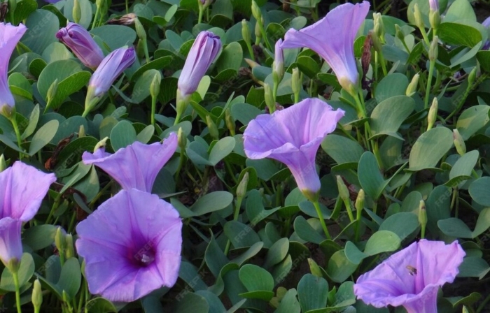 Ипомея цветок