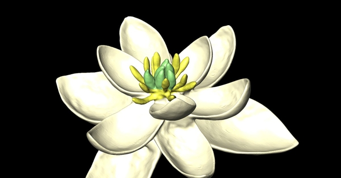 Цветок апельсина флердоранж