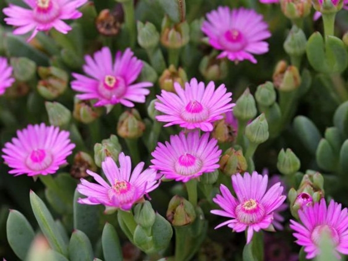Делосперма купера (delosperma cooperi)