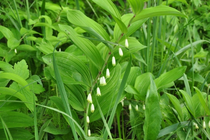 Купена мутовчатая