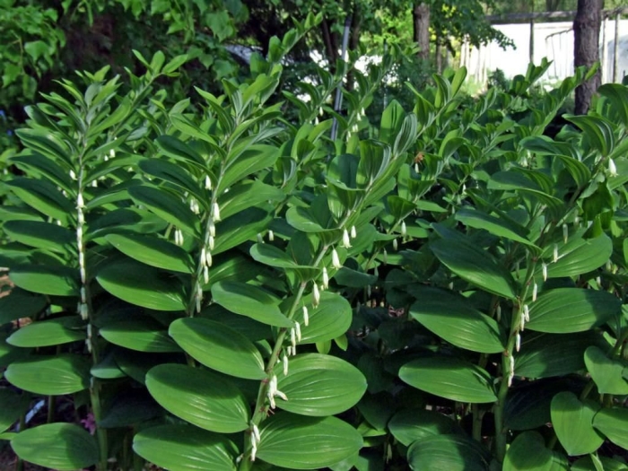 Купена многоцветковая (polygonatum multiflorum)