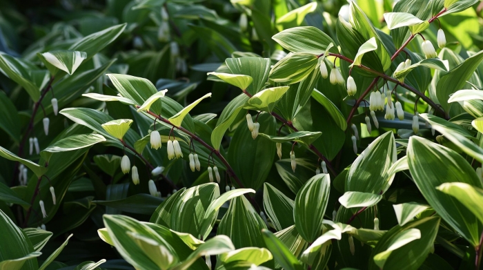 Купена (polygonatum)