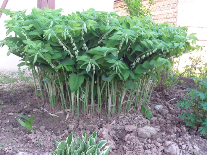 Купена куст