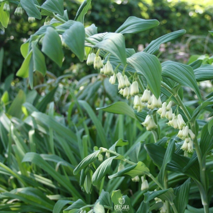 Купена polygonatum