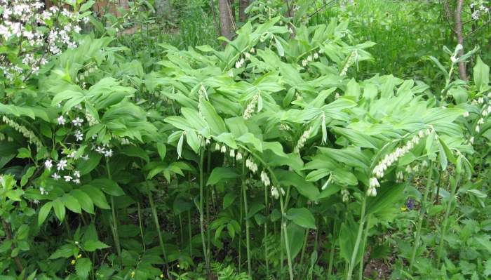 Купена polygonatum