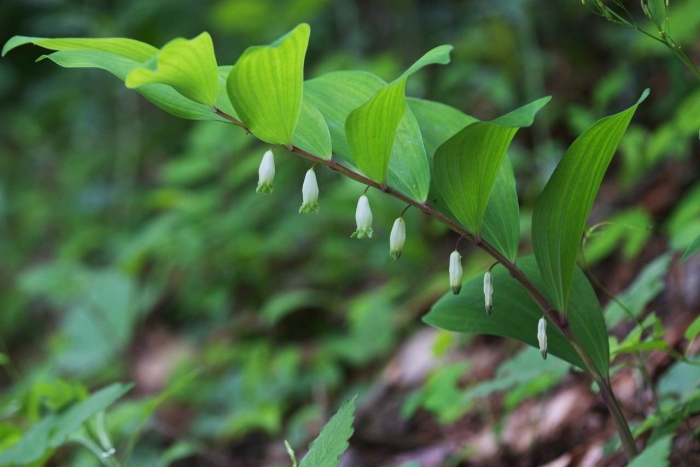 Купена polygonatum