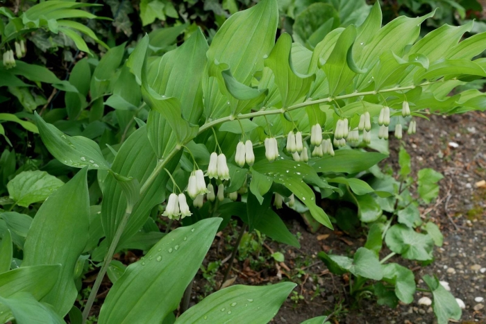 Купена polygonatum