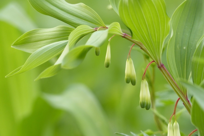 Купена polygonatum