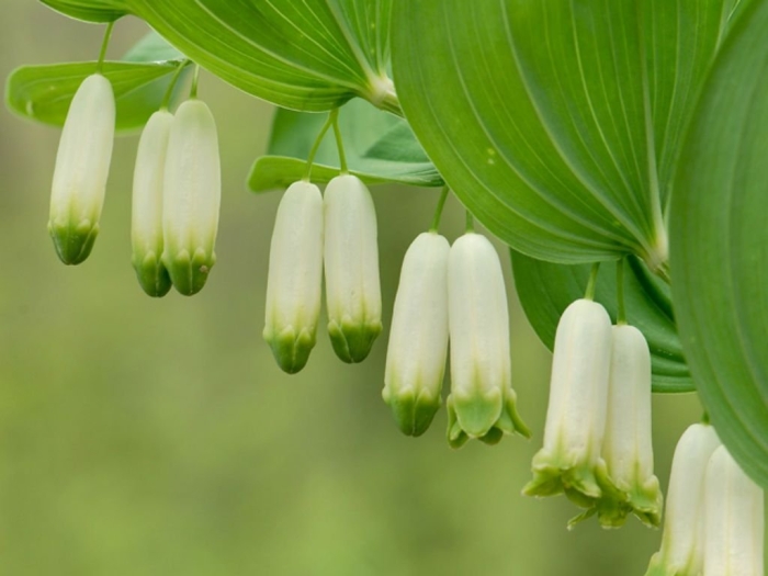 Купена polygonatum