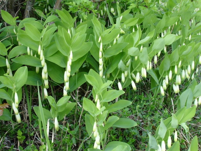 Купена polygonatum