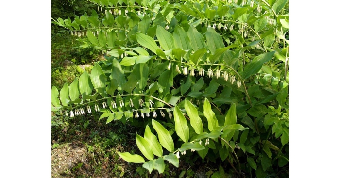 Купена многоцветковая вариегатум