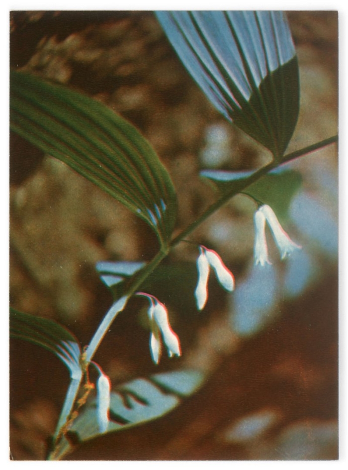 Купена лекарственная