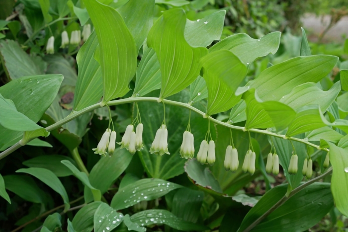 Купена обёртковая polygonatum involucratum