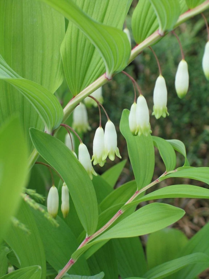 Polygonatum odoratum