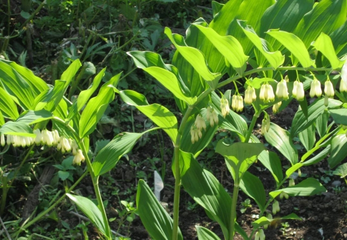 Купена садовый ландыш