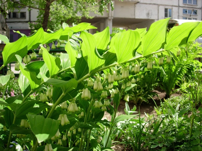 Купена мутовчатая