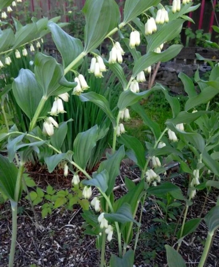 Ландыш купена