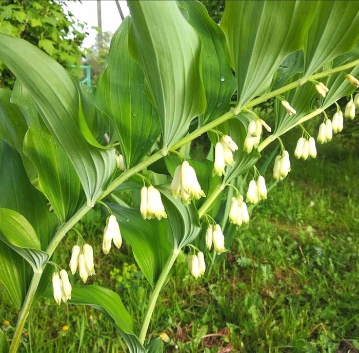 Садовый ландыш купена