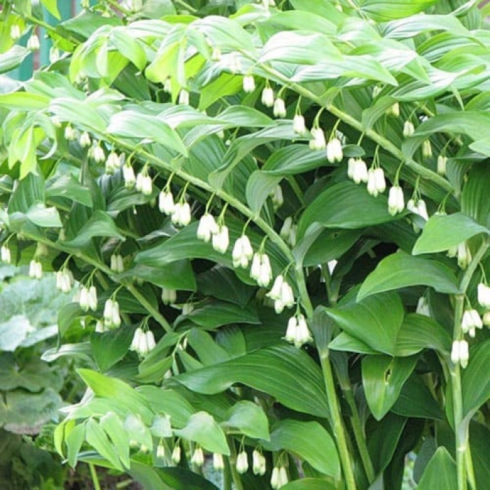 Купена многоцветковая (polygonatum multiflorum)