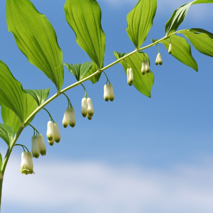 Купена (polygonatum)