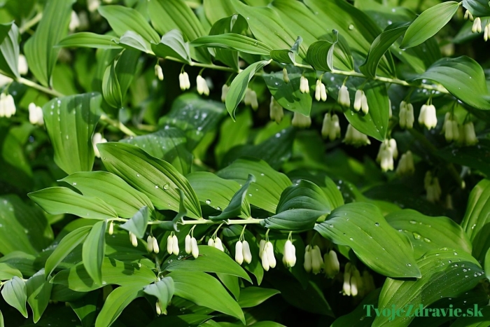 Купена polygonatum