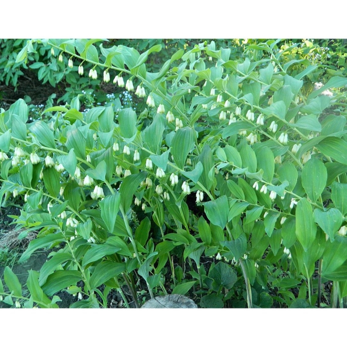 Садовый ландыш купена