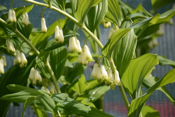 Королевский ландыш купена