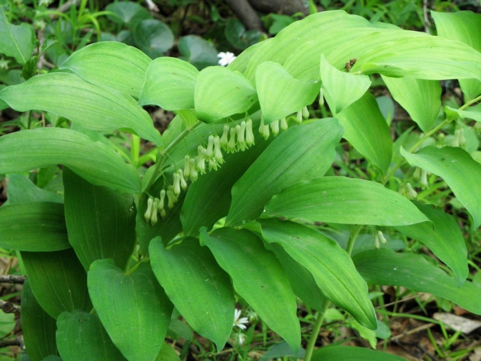 Купена переменчивая/polygonatum commutatum с