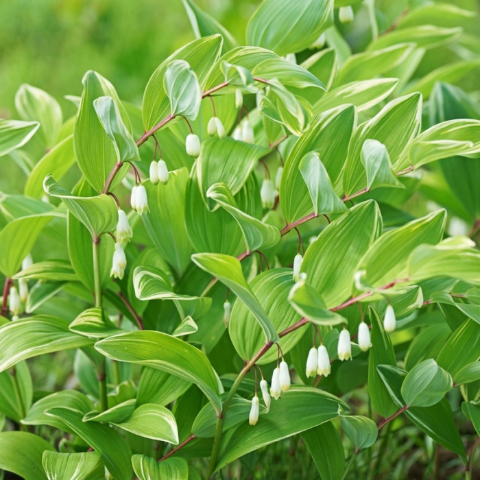 Купена polygonatum falcatum variegatum