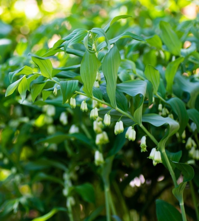 Купена душистая ядовитое растение