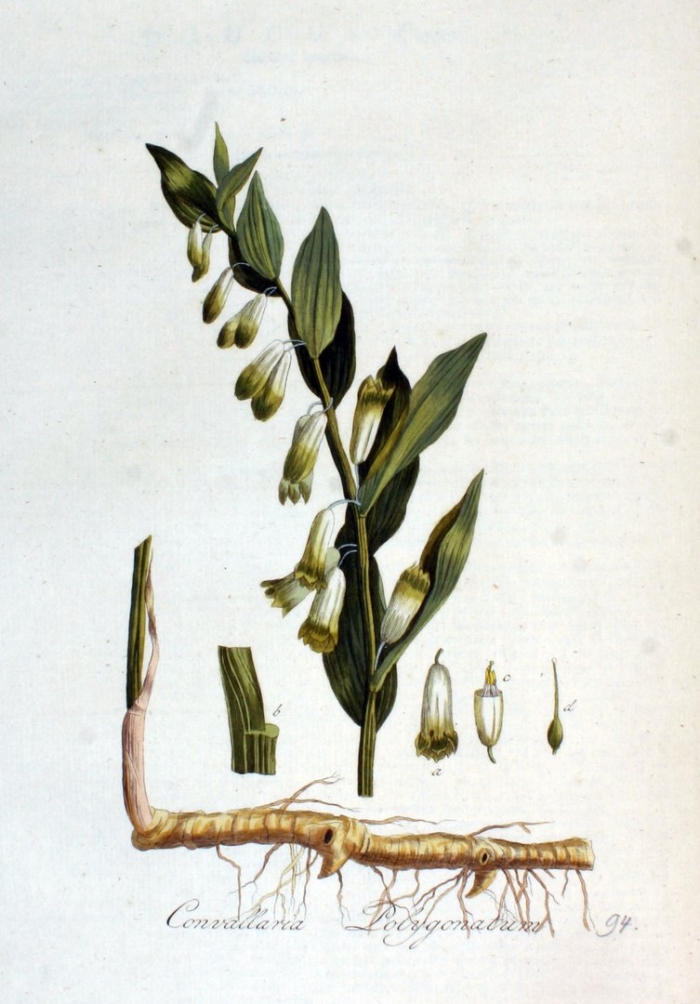 Корневище купены