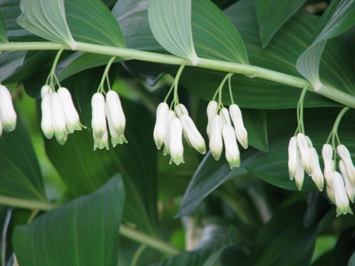 Купена многоцветковая (polygonatum multiflorum)