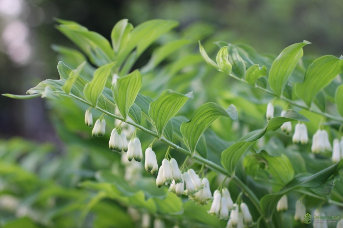 Купена душистая