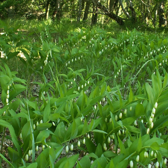 Купена (polygonatum)