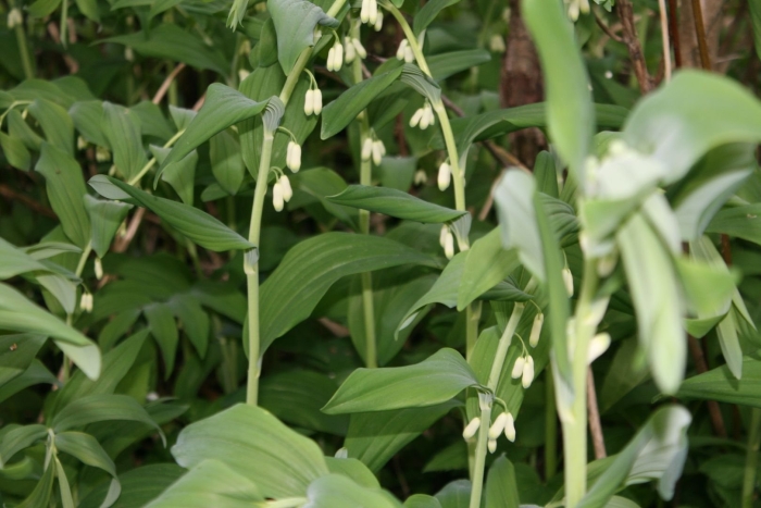 Купена polygonatum