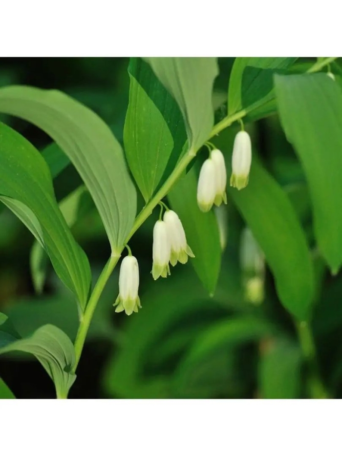 Купена (polygonatum)
