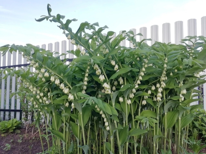 Купена садовый ландыш