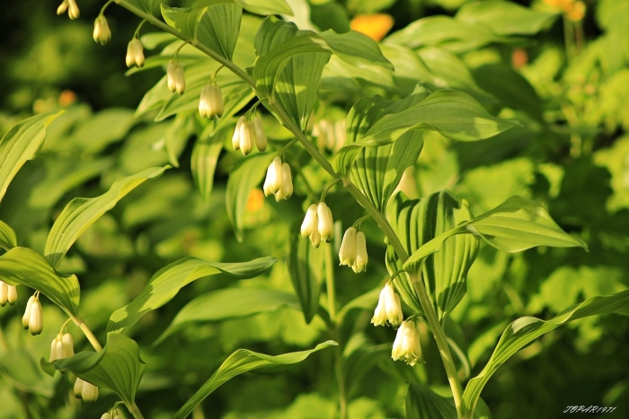 Купена душистая