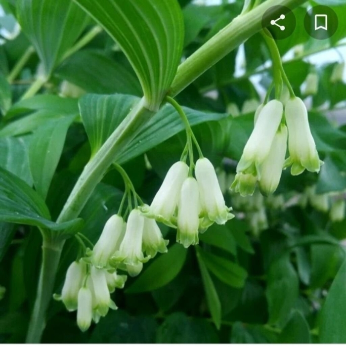 Королевский ландыш купена