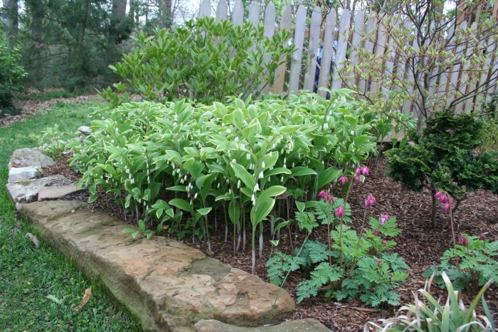 Polygonatum multiflorum