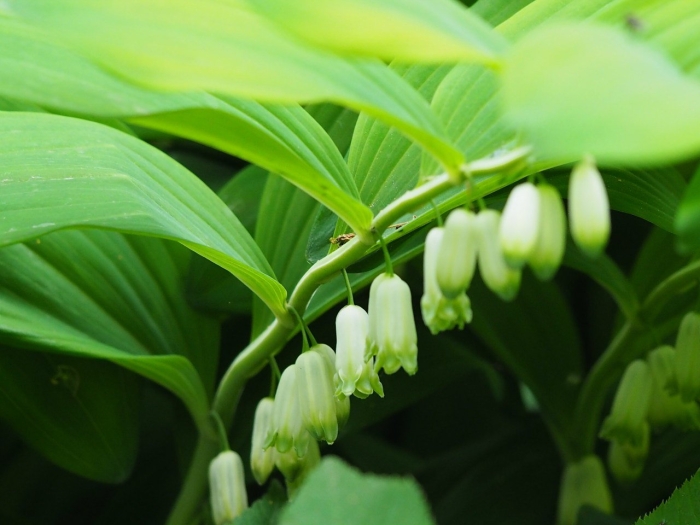 Ландыш купена