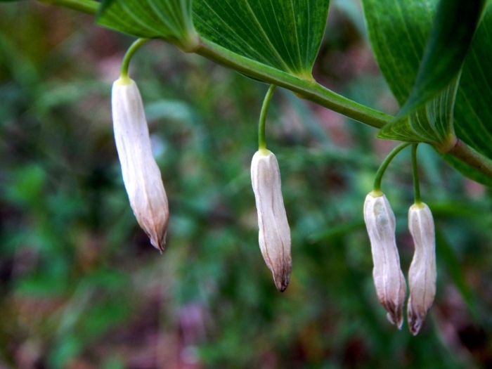 Купена polygonatum