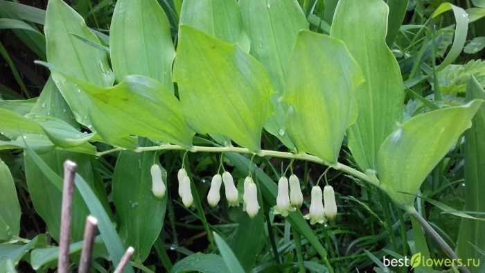 Купена душистая ядовитая